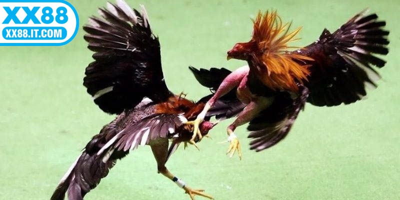 Đá gà Campuchia là hình thức cá cược giải trí nổi tiếng hiện nay