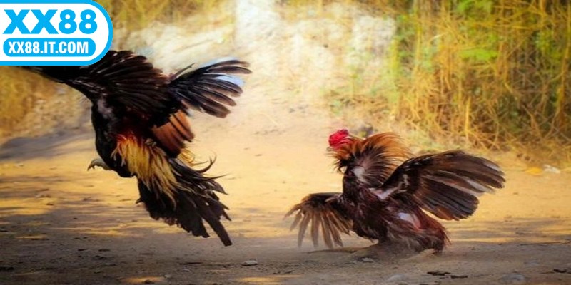 Wala dành cho gà xanh, thường là gà được xếp ở cửa dưới trận đấu