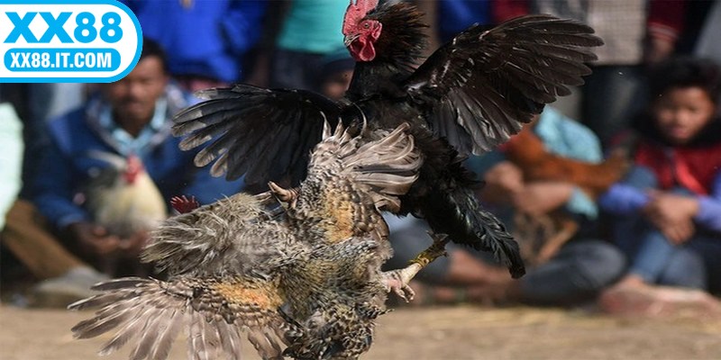 Hãy bám sát diễn biến trận đấu để có thông tin cược chính xác