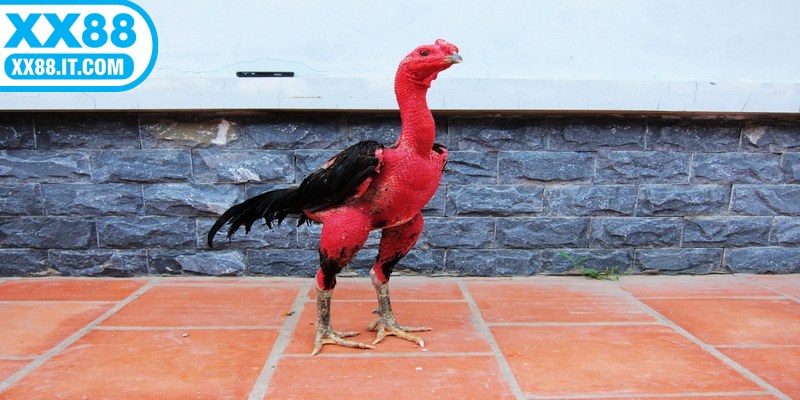 Đá gà đòn một nét đẹp truyền thống trong văn hóa dân gian Việt Nam