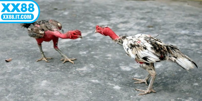 Kỹ thuật chọn giống và huấn luyện đá gà đòn