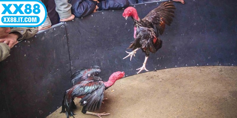 Luật chơi đá gà đòn khác so với đá gà cựa mang tính “thượng võ”