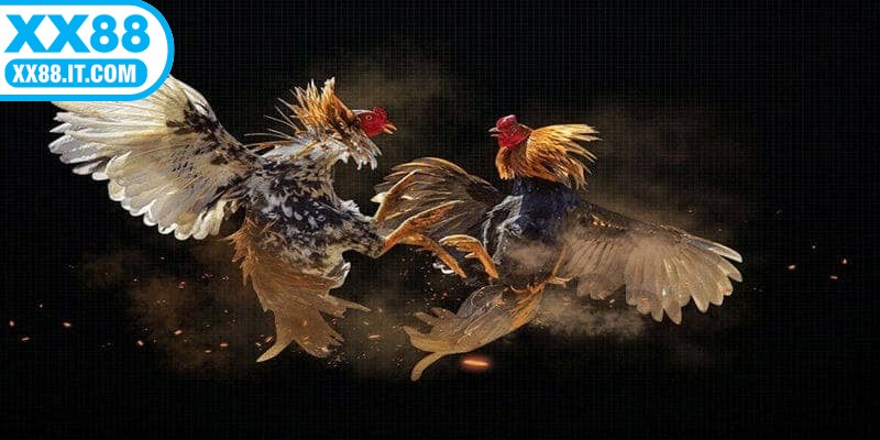 Đá gà Mỹ là một hình thức cá cược chọi kê có nguồn gốc từ Hoa Kỳ