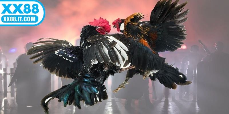 Khi chơi thành viên có thể chọn Meron, Wala, BDD để cược