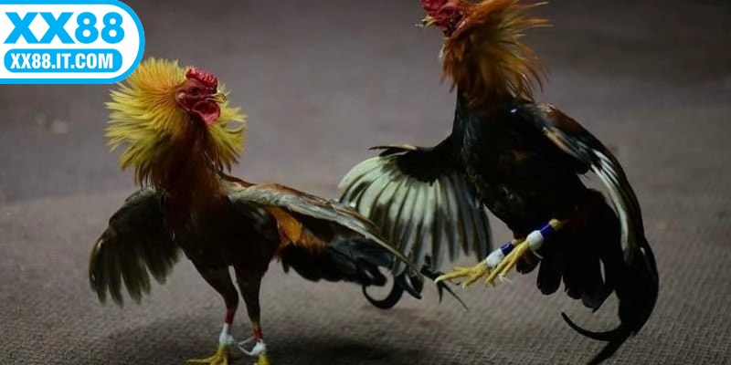 Quan sát cách cao thủ lâu năm ra quyết định cũng là 1 cách học hỏi hiệu quả