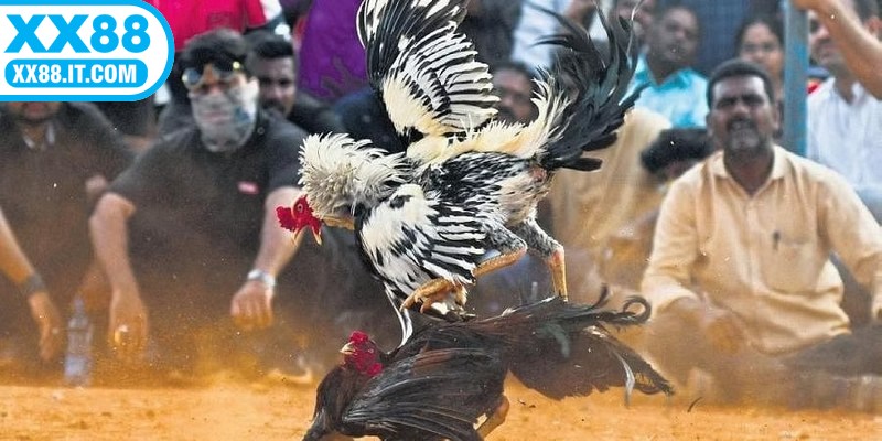 Đá gà Thomo là hình thức cá cược hấp dẫn, sôi động hiện nay