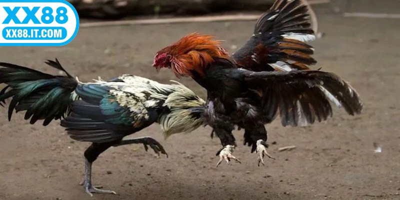 Lựa chọn kèo cược là cách để anh em nhanh chóng giành chiến thắng