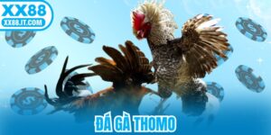 Đá Gà Thomo