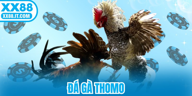 Đá Gà Thomo