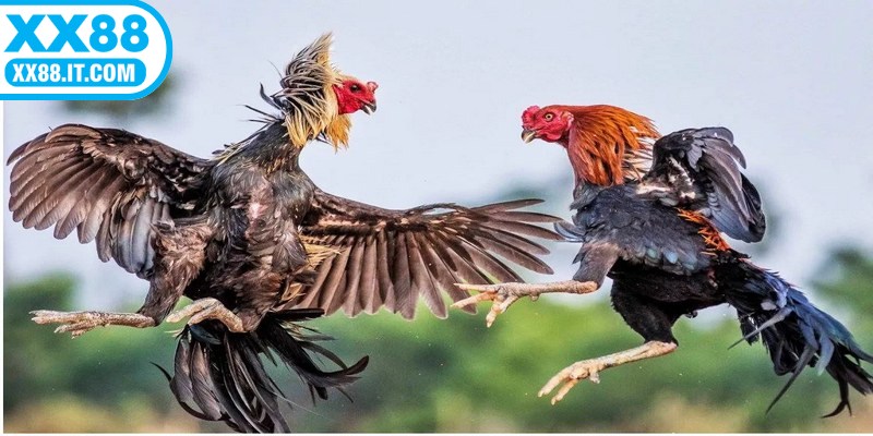 Đá gà XX88 là lựa chọn hàng đầu của các sư kê yêu thích bộ môn chọi kê