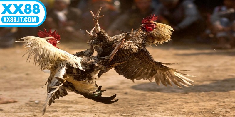 Giao dịch tại sảnh cược được thực hiện chỉ trong vài phút, rất tốc độ