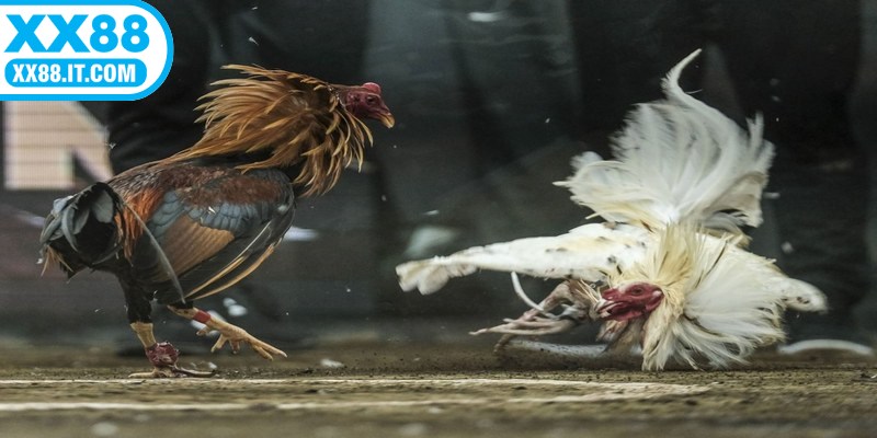 Nếu yêu thích sự bền bỉ, chiến thuật thì hãy thử sức với đá gà đòn